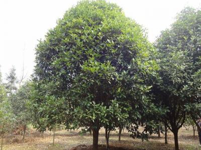 桂花樹苗哪里有賣？如何挑選到合適的樹苗？