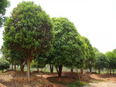 北方桂花樹(shù)的養(yǎng)殖方法和注意事項(xiàng)