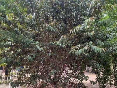 青葉碧桃花果期在什么時候？