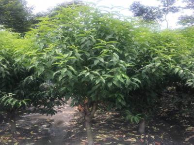 青葉碧桃和桃樹(shù)的區(qū)別在哪里？