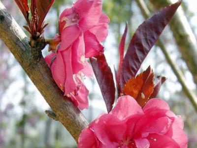 紫葉碧桃和紅葉碧桃的區(qū)別在哪里？