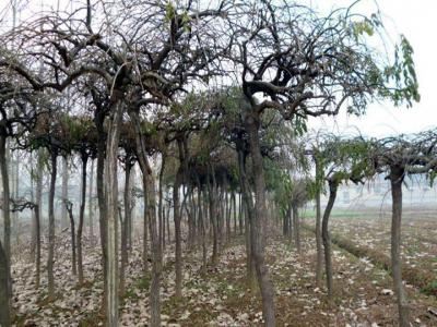 龍爪槐葉子發(fā)白、發(fā)黃是怎么回事