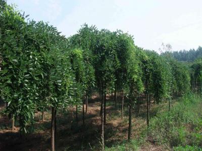 門(mén)口有龍爪槐的禁忌