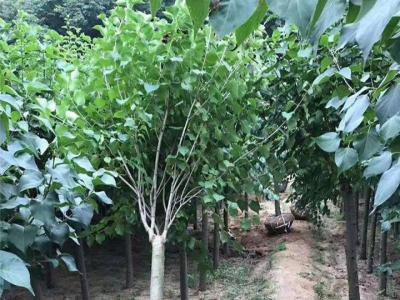 丁香樹有幾個(gè)品種，丁香樹哪個(gè)品種好