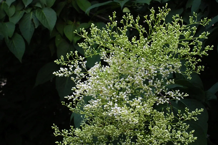 1686315305292453.jpg 9ae7ba0dc61856417f92fd8e0b1b4e11_1686315075634816.jpg