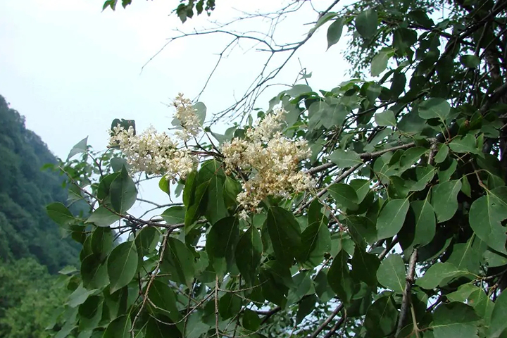 1686315853633659.jpg 7489fd9d2c174634ee0bbfc1588cd1a0_1686315119339433.jpg