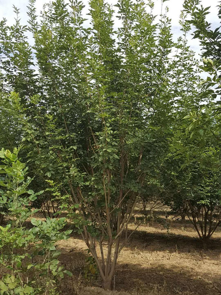 1686450772734267.jpeg 78eb7e1ac905a2acf72e8362b711b278_1660179908923438.jpeg