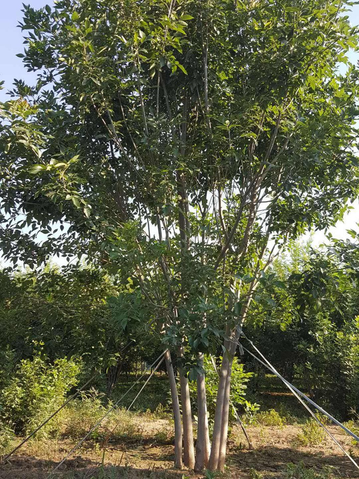 1686450790260528.jpeg a8dbb54d3b149978b56a27b23aa4b653_1660179909923470.jpeg