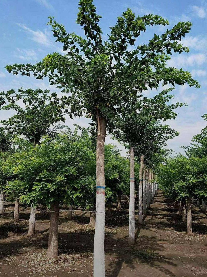 1686451776268636.jpg 976576df7d620f63c5dece5fd6a9a9d3_1646795960320850.jpg