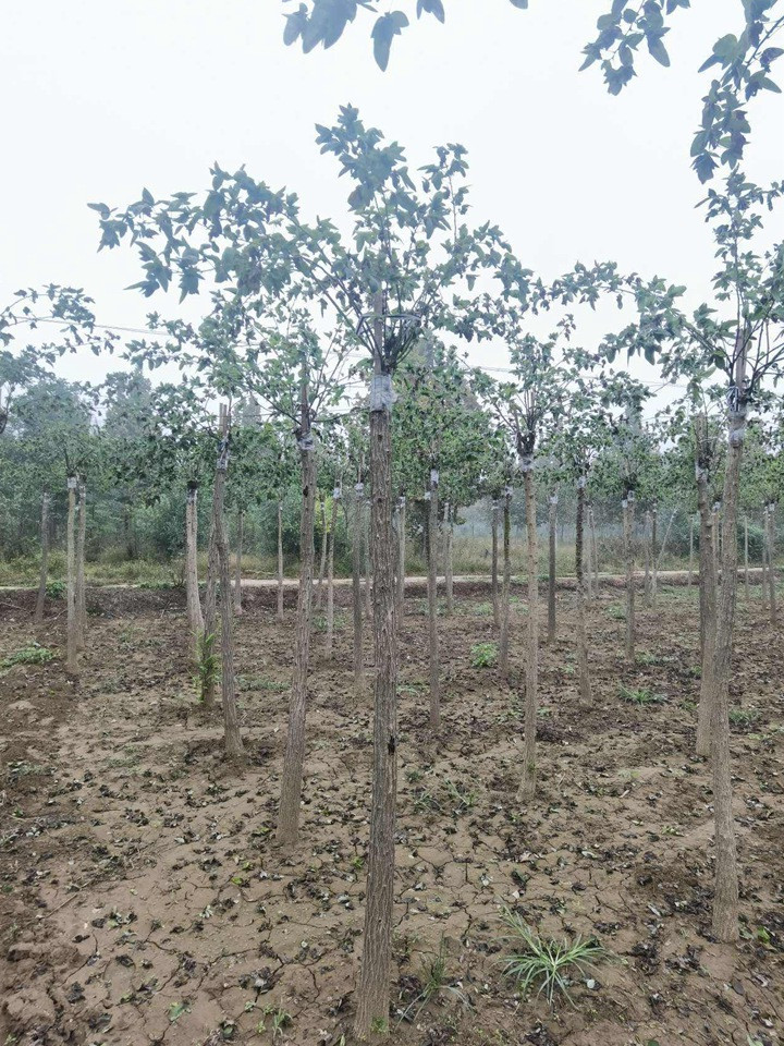 1686451881279779.jpg 3997399214dc1cc3ddddd52c1bb90de4_1646795960282140.jpg