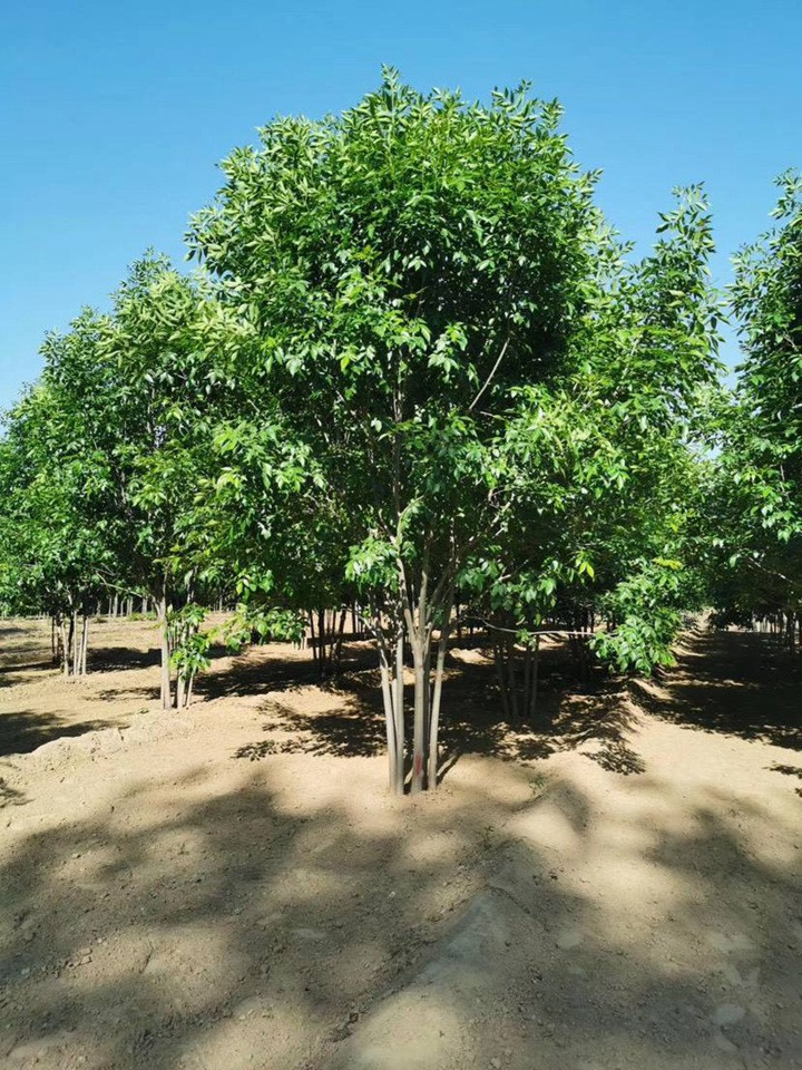 1686452213982775.jpg abd6bae94010eba0e4259782bdfe7d33_1646798275318720.jpg