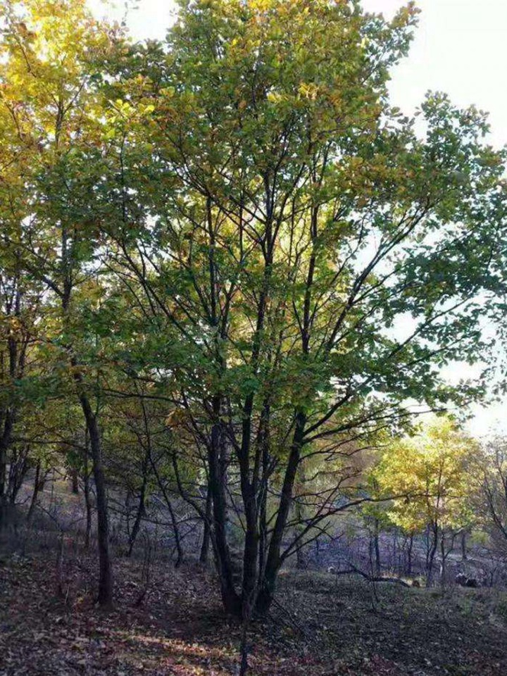 1686452654625093.jpg 59a6a65c17e0064d9e76aab9003cd4ee_1646896685846037.jpg