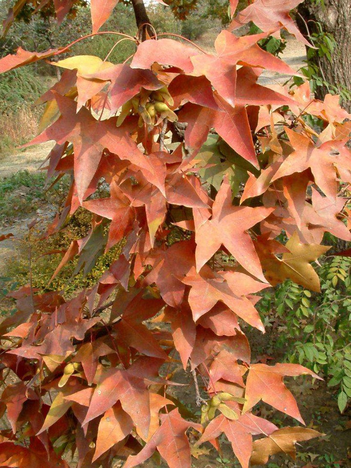 1686454830516767.jpg 4da58a08c96dbbaabe2db29a6b18a854_1646897592989577.jpg