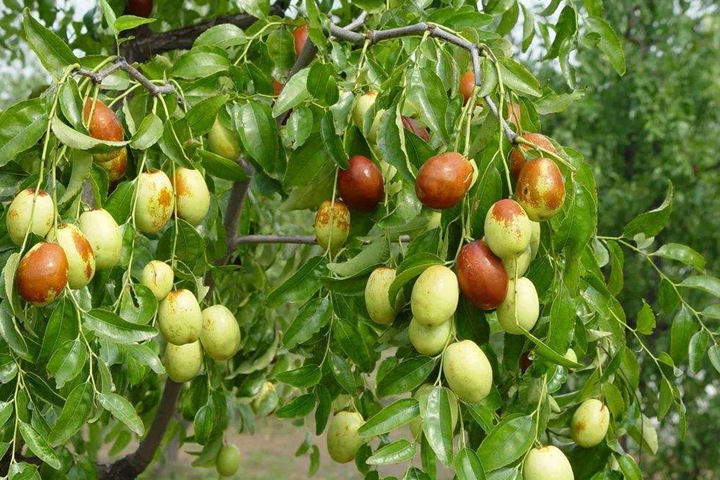 棗樹(shù) 棗樹(shù)