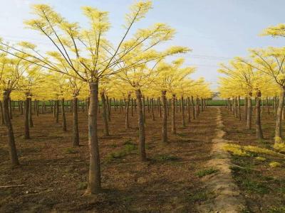 黃金樹(shù)什么時(shí)候可以移栽