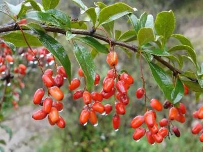 山茱萸樹(shù)苗多少錢(qián)一棵