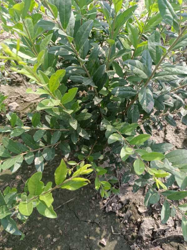 1730443147815779.jpg IMG_20220817_102124.jpg