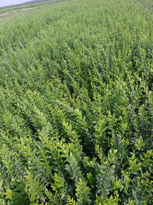 1730443333901739.jpg IMG_20220817_102139.jpg