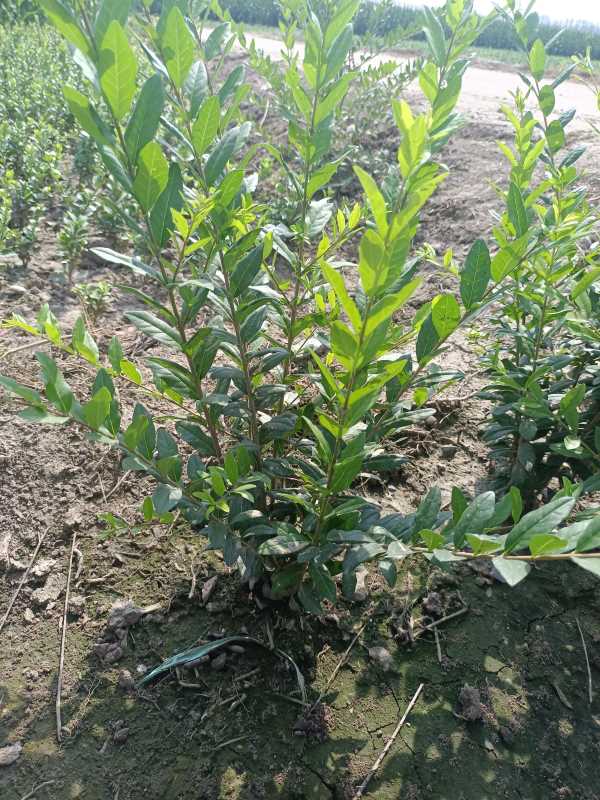 1730443499100150.jpg IMG_20220817_102127.jpg