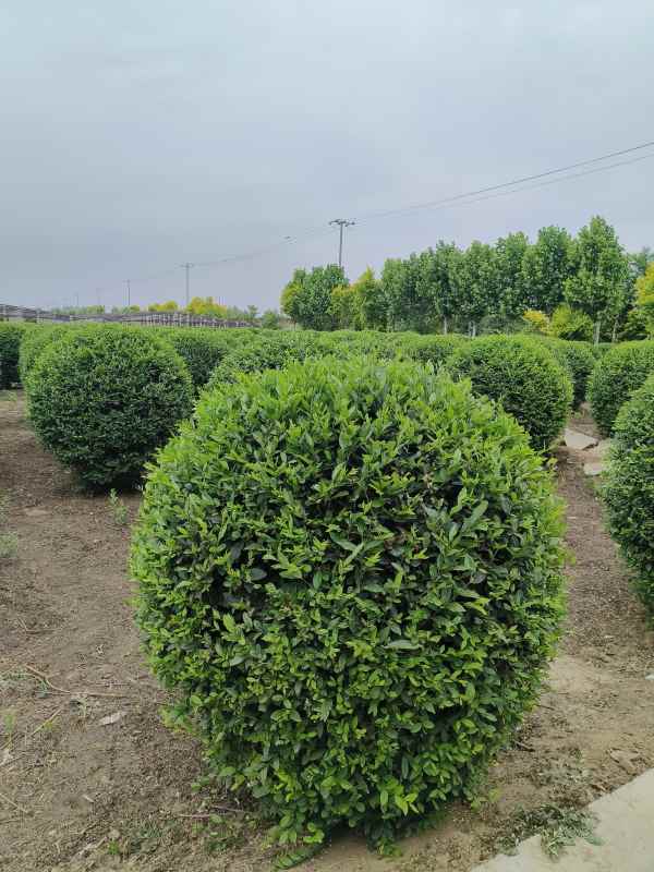 1730445800355407.jpg IMG_20230524_145032.jpg