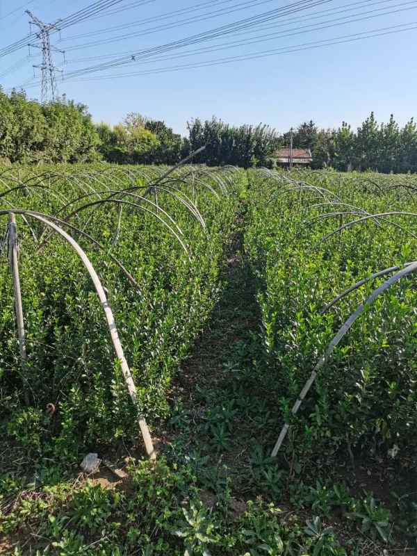 1730682039798610.jpg mmexport1634794333482.jpg