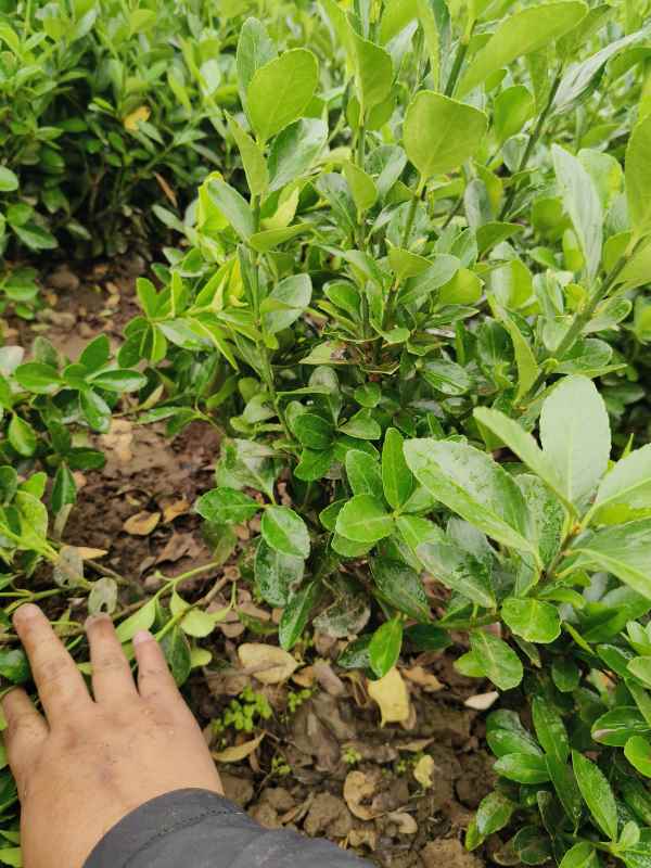 1730682486259114.jpg IMG_20230527_134314.jpg