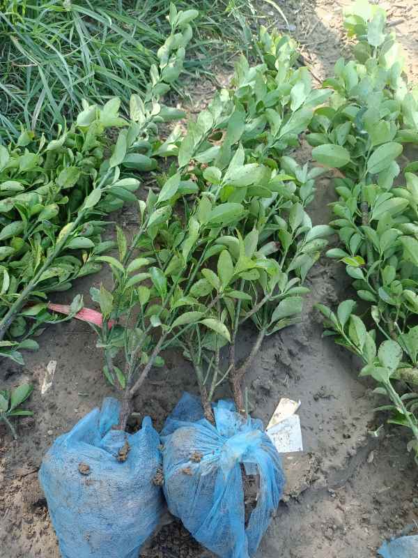 1730691107382725.jpg IMG_20220811_092804.jpg