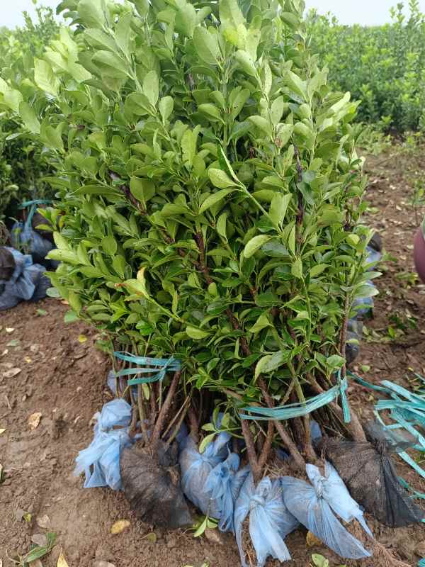 1730698100704622.jpg IMG_20220829_072243.jpg