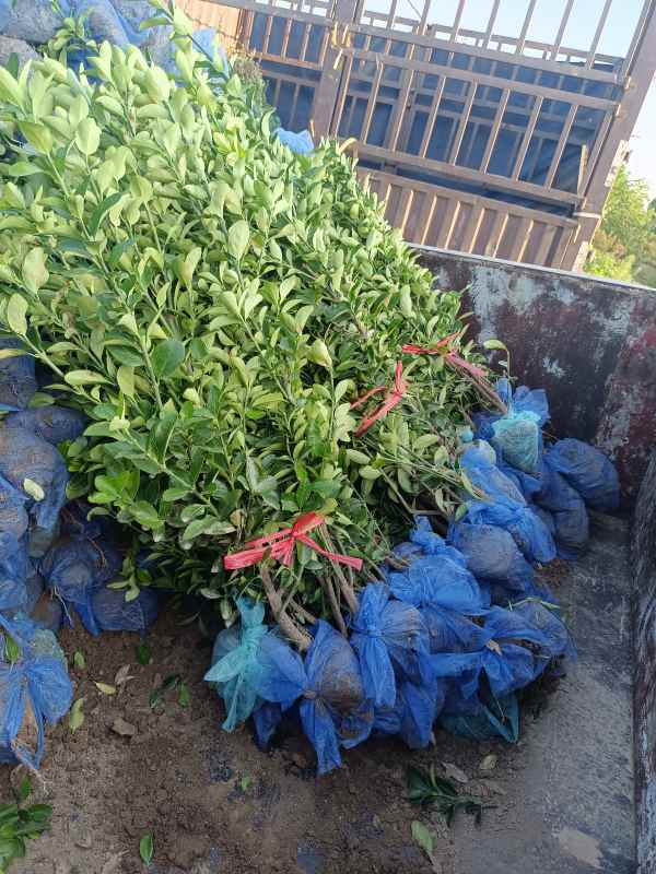 1730699665844264.jpg IMG_20220816_175326.jpg