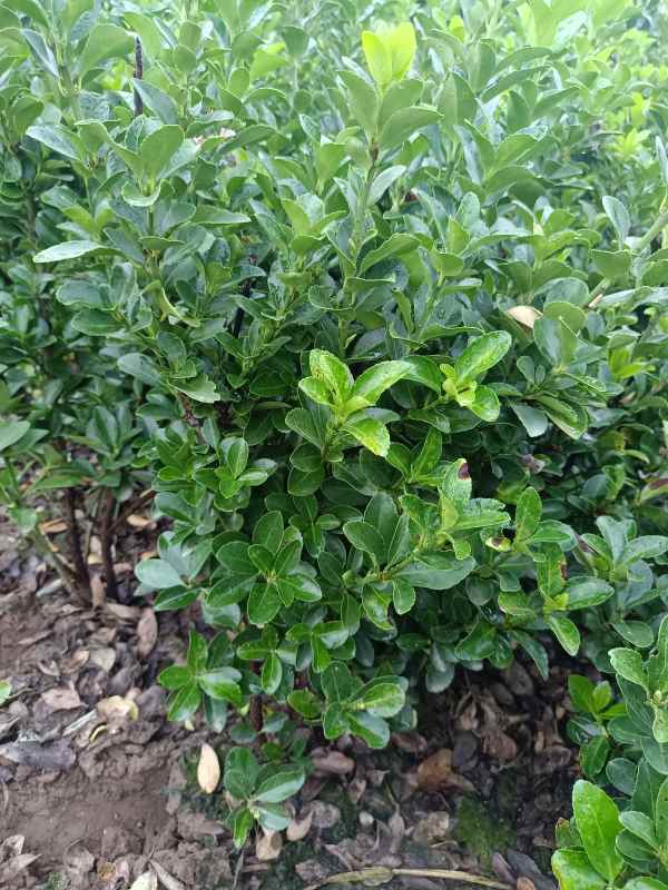 1730700358622098.jpg IMG_20220829_071625.jpg