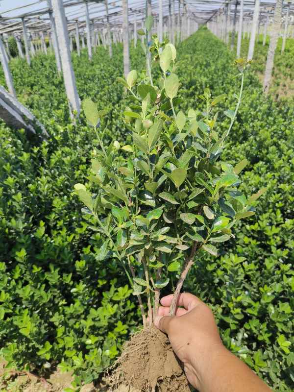 1730701322845121.jpg IMG_20230615_122848.jpg