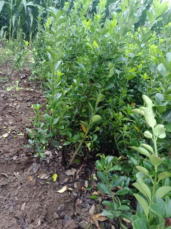 1730703077317954.jpg IMG_20220829_071619.jpg