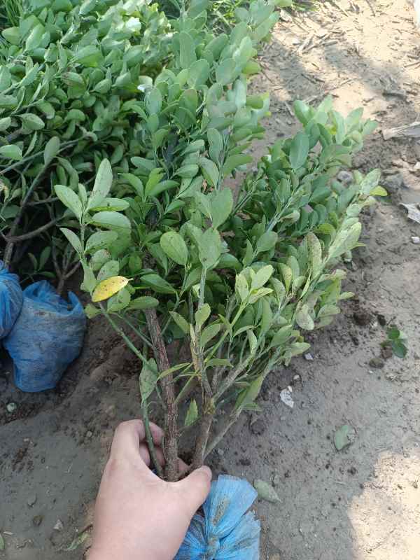 1730703272673536.jpg IMG_20220811_092814.jpg