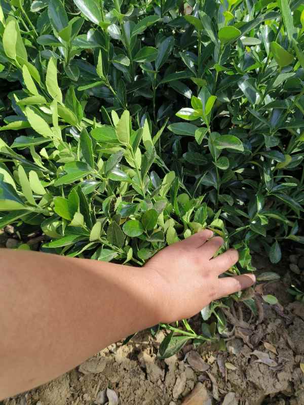 1730703395302793.jpg IMG_20230601_090900.jpg