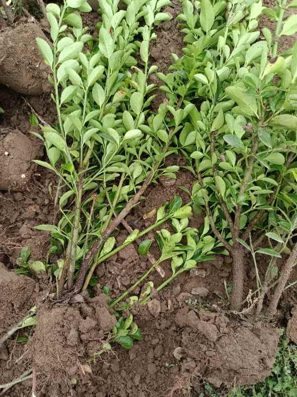 1730703532928929.jpg IMG_20220829_072148.jpg