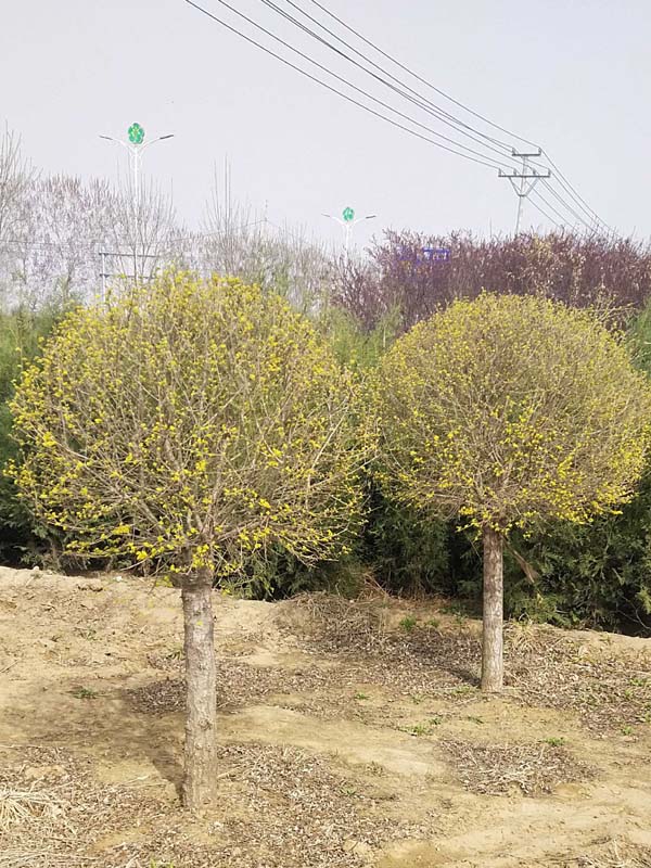 1730788865162566.jpg 10.jpg