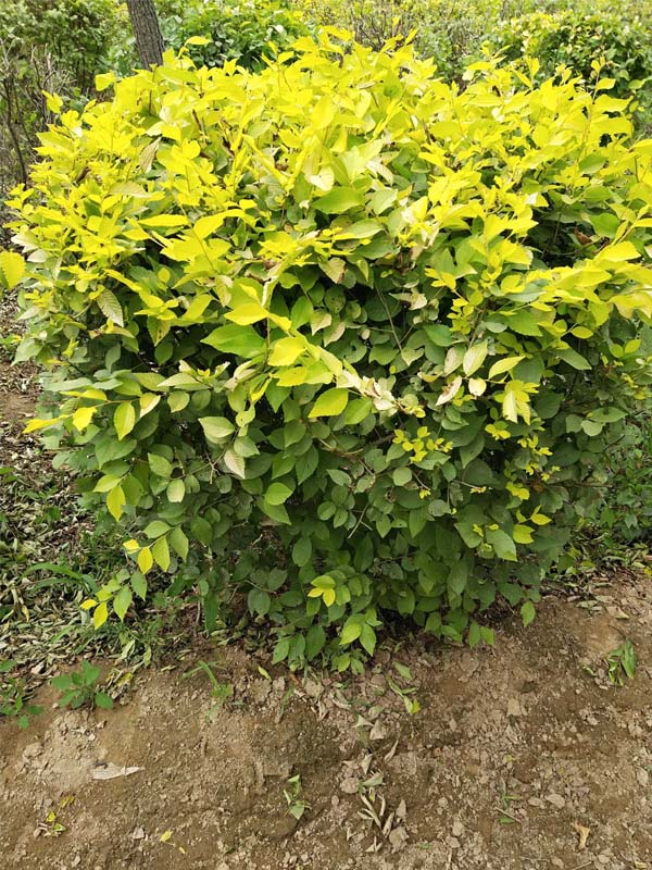 1730789125311310.jpg 8.jpg