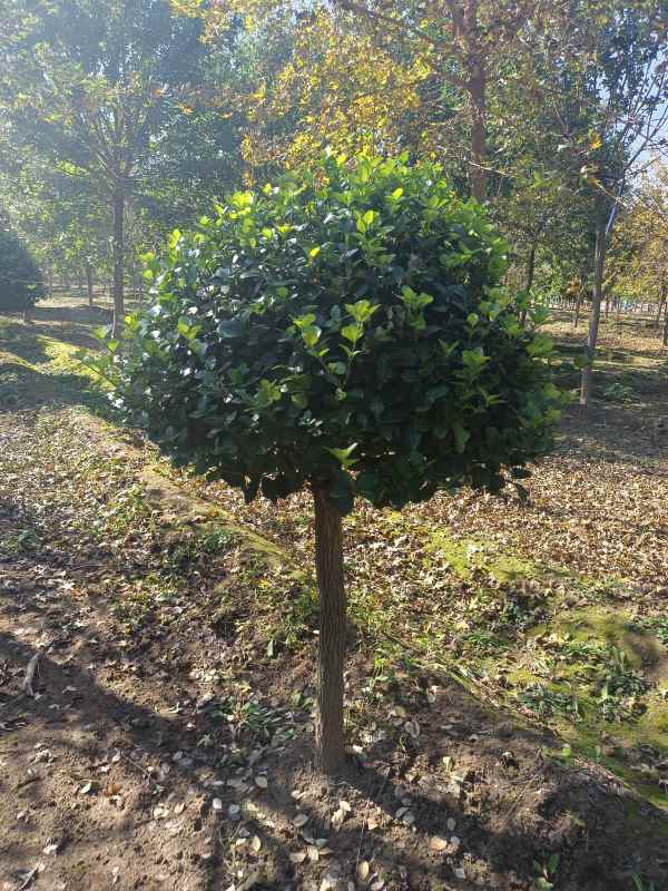 1730957586472908.jpg IMG_20211017_101155.jpg