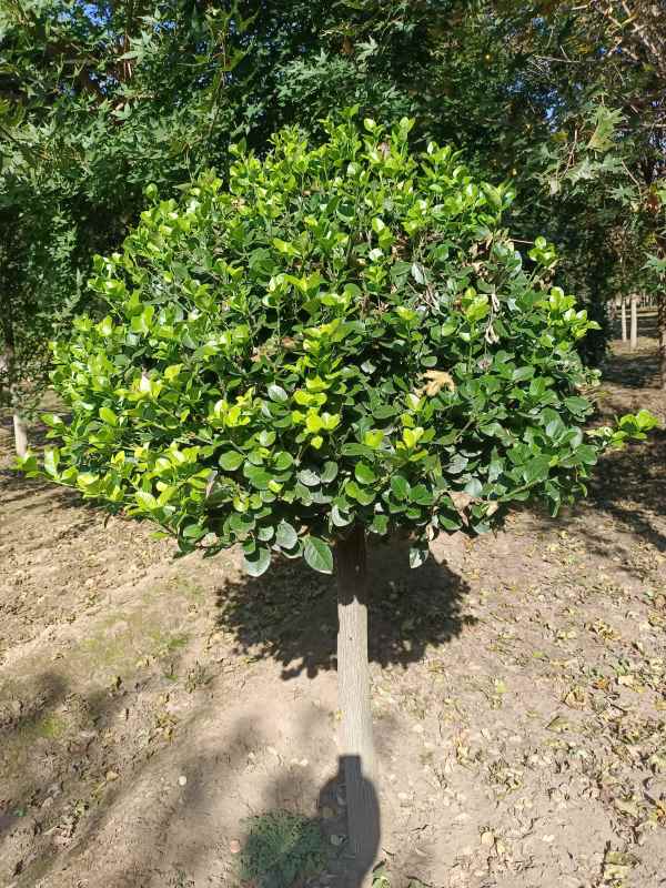 1730957695674504.jpg IMG_20211017_101201.jpg