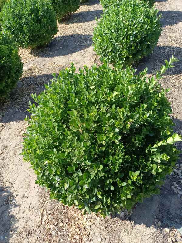 1730958606371239.jpg IMG_20220526_152821.jpg