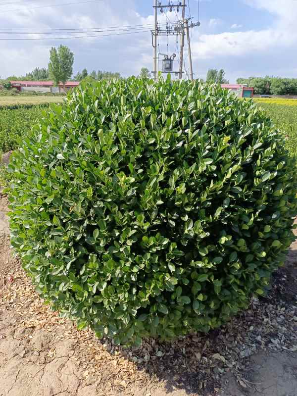 1730959495231338.jpg IMG_20220526_153006.jpg