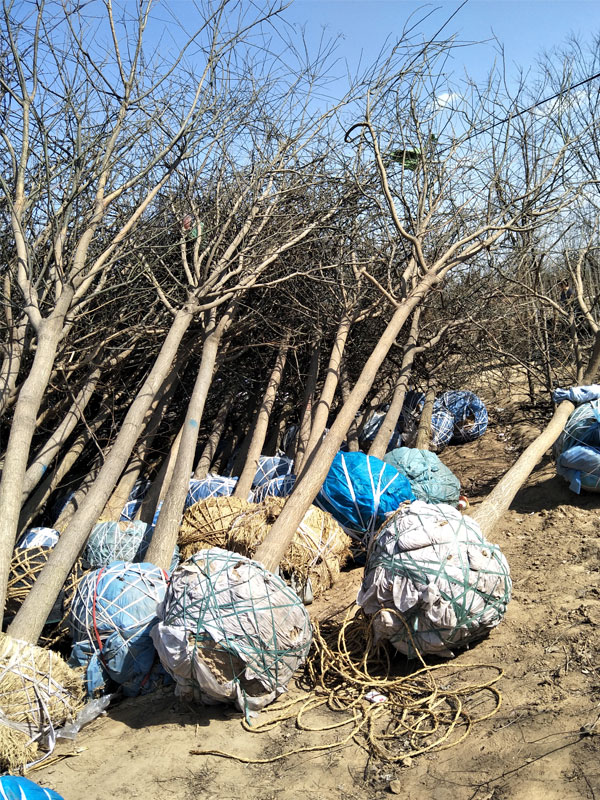 1731052616750454.jpg 35.jpg