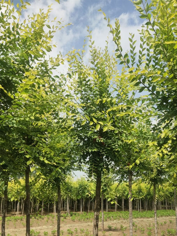 1731052704301341.jpg 36.jpg