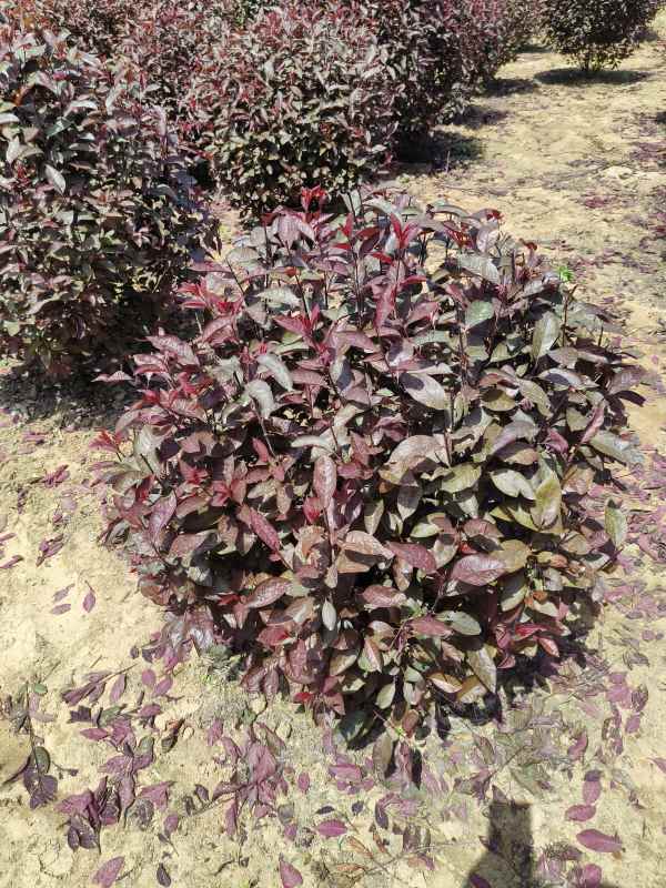 1731911030781471.jpg IMG_20230507_114053.jpg