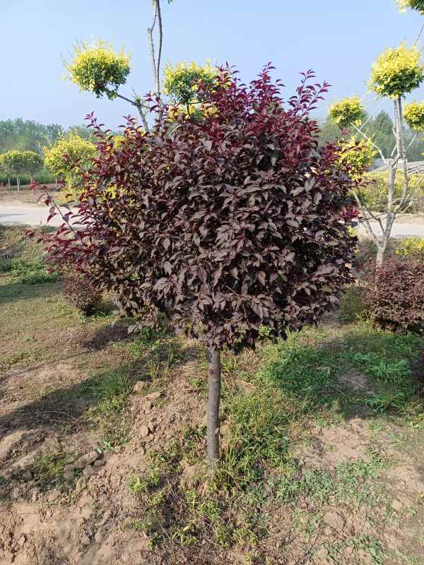 1731911336892675.jpg IMG_20220929_092732.jpg