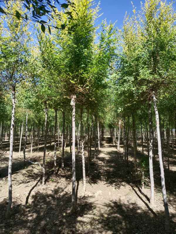 1732417786993633.jpg IMG_20221010_115512.jpg