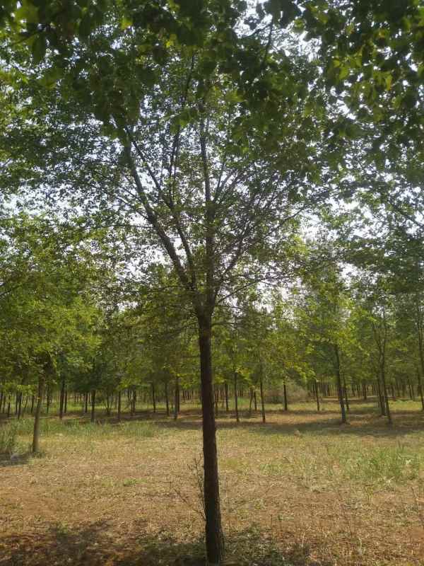 1732688708106010.jpg mmexport1631441885218.jpg