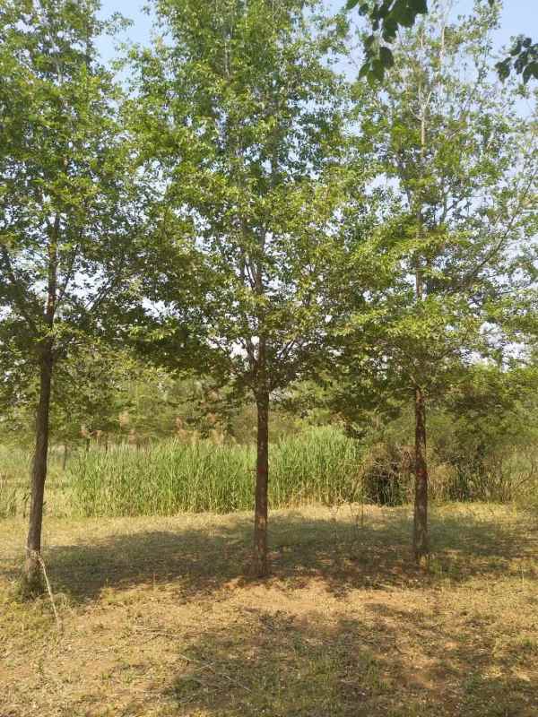 1732688774201020.jpg mmexport1631441887563.jpg