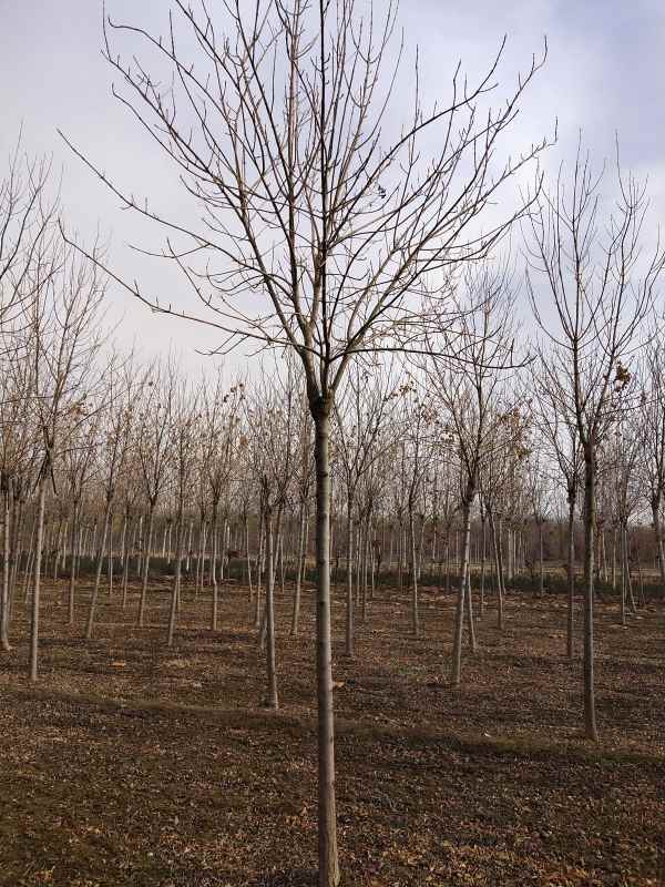 1732938219953295.jpg IMG_20201208_114002.jpg