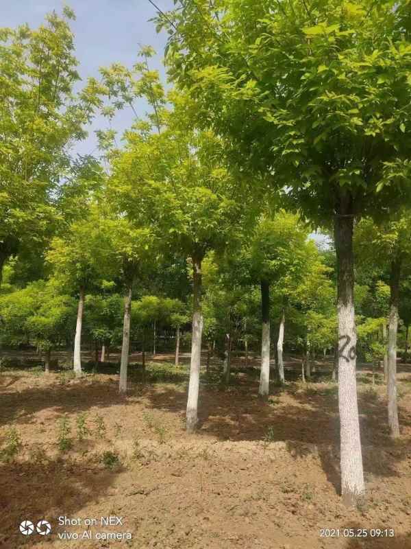 1732947586385387.jpg mmexport1634185054410.jpg